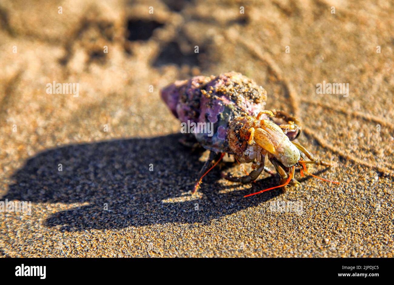 Krabben am Sandstrand: Unterwasserwelt Stockfoto