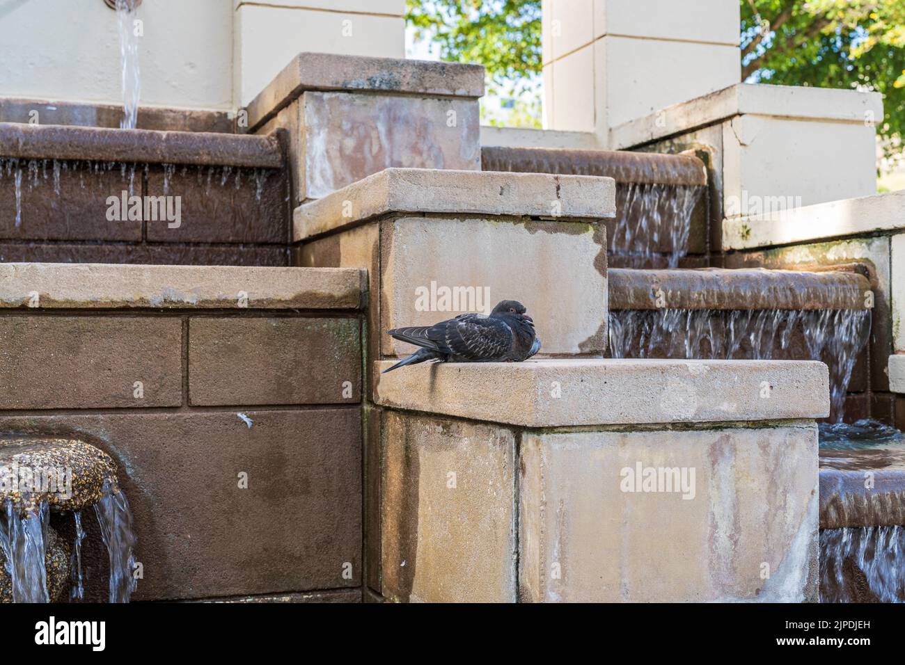 Eine Taube, die neben einem kaskadierenden Brunnen im alten San Juan ruht. Stockfoto
