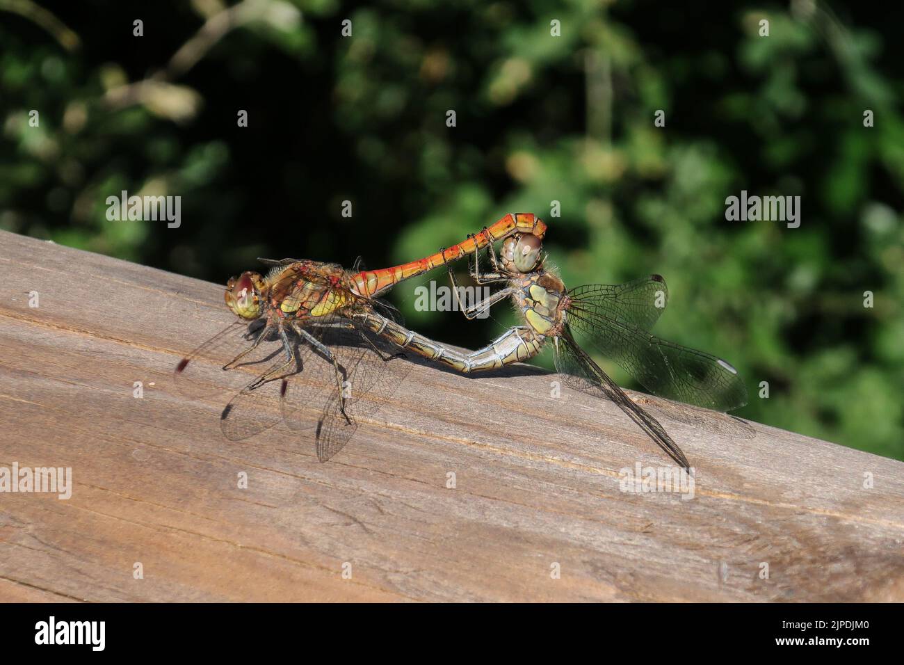 Gemeine Darter-Libelle (Sympetrum striolatum). Männliche und weibliche Paarung, Bedfordshire, England, Großbritannien Stockfoto