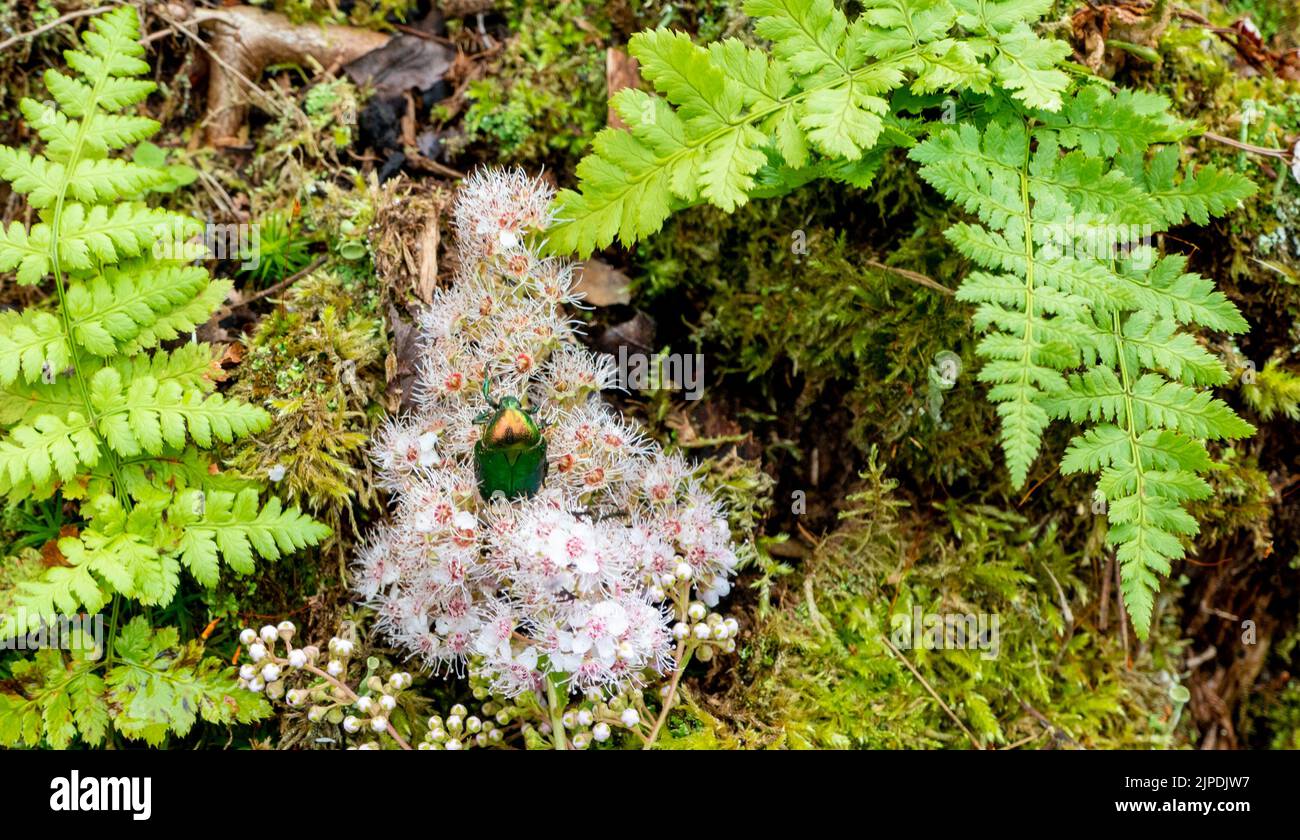Rosenchafer - Cetonia aurata - auf Blüten von Spirea bumalda Stockfoto