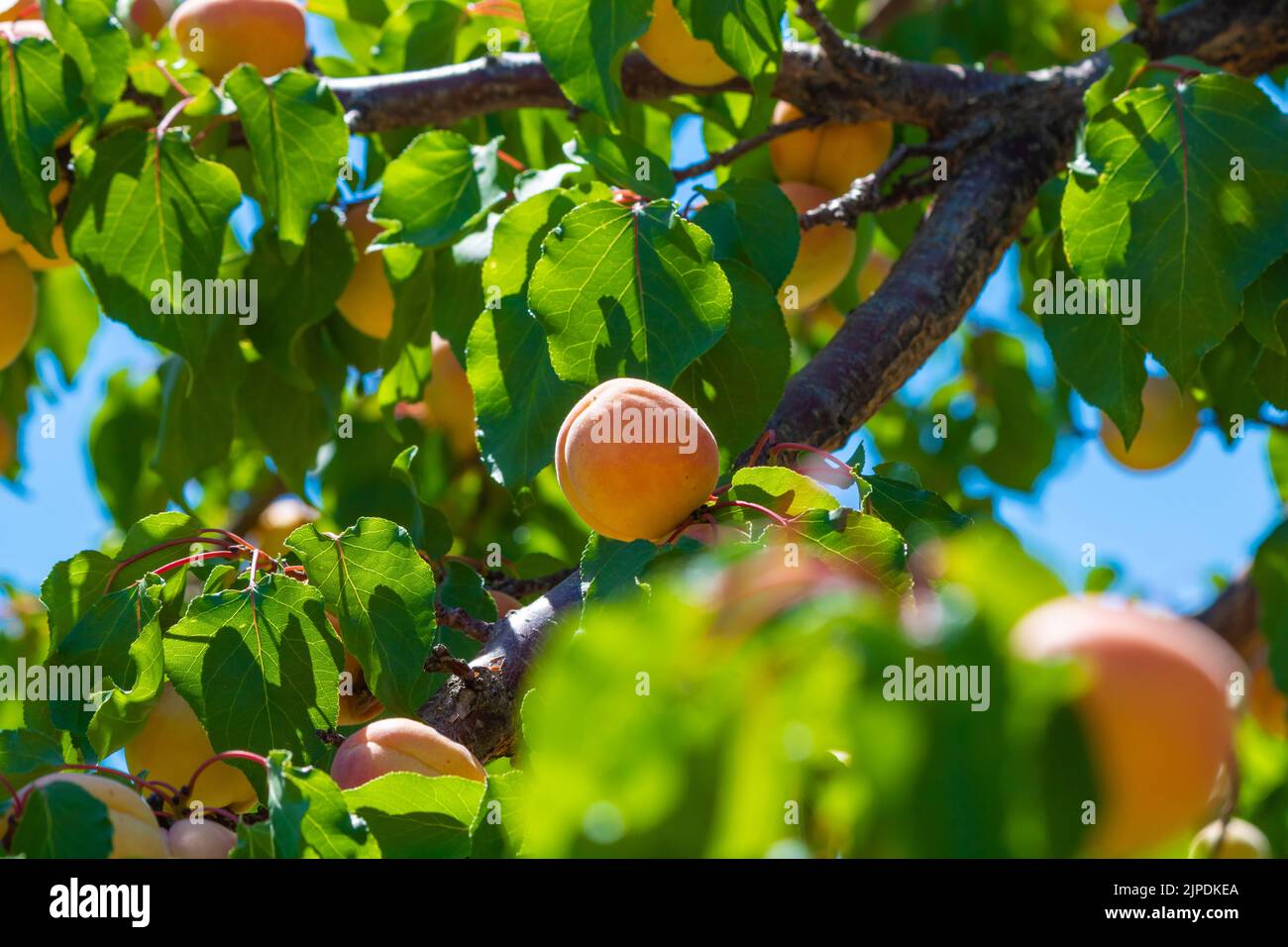Aprikosen auf dem Baum. Bio-Rohobstproduktion. Vegane Lebensmittel Konzept. Stockfoto