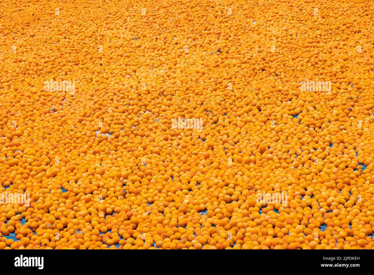 Getrocknete Aprikosen. Produktion von Solar getrockneten Aprikosen in der Türkei Malatya. Vegane Lebensmittel oder Trockenfrüchte Konzept. Stockfoto