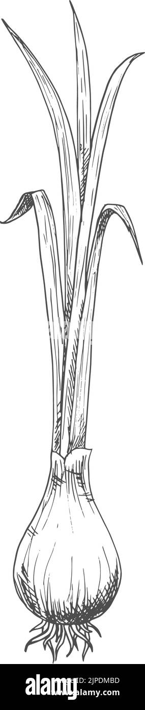 Zwiebelbirne mit isolierten Blättern monochrome Skizze. Vector Rübenfutter, rohe Gemüsepflanze Stock Vektor