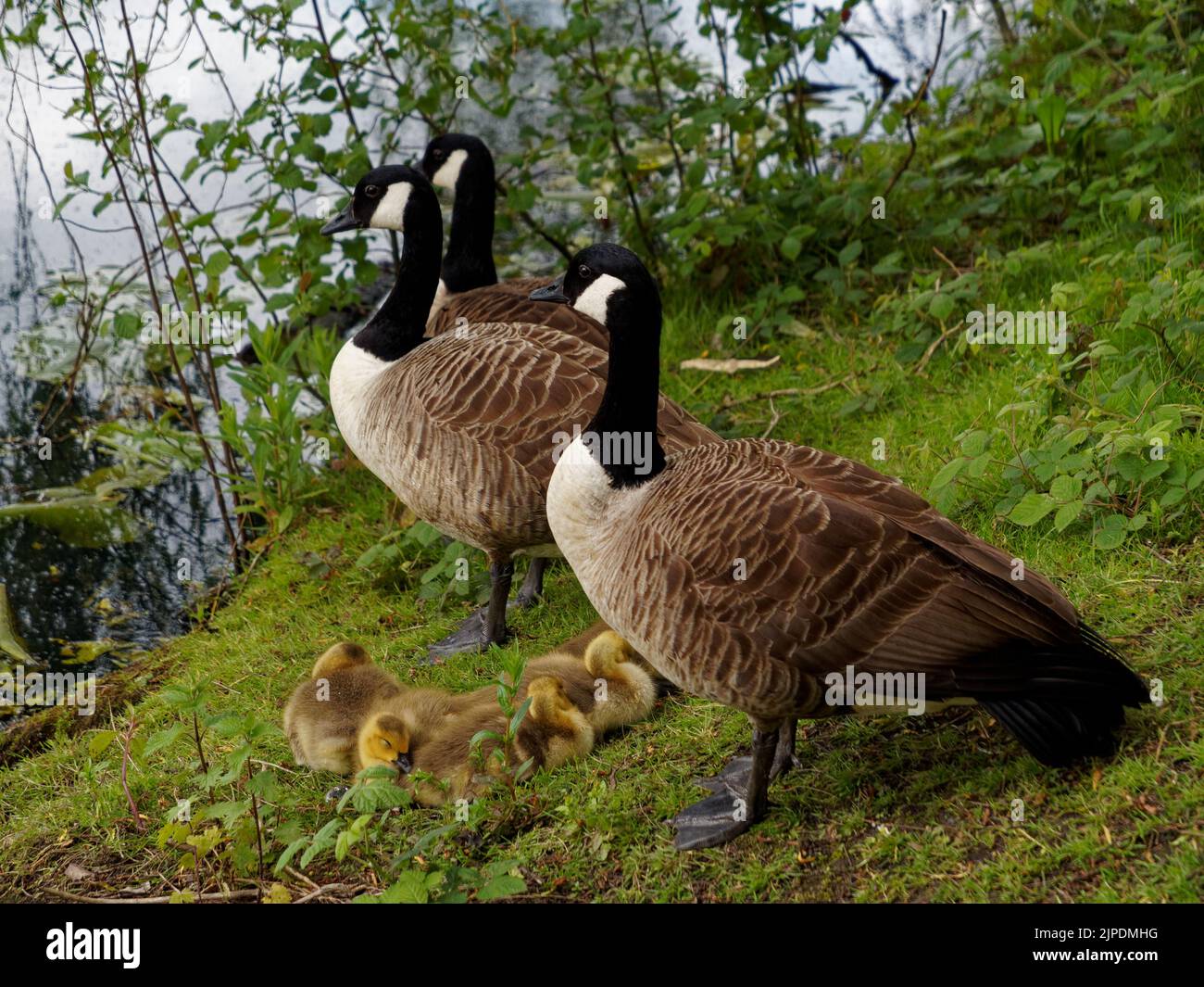 3 Gänse mit Gänsen Lakeside Park Stockfoto