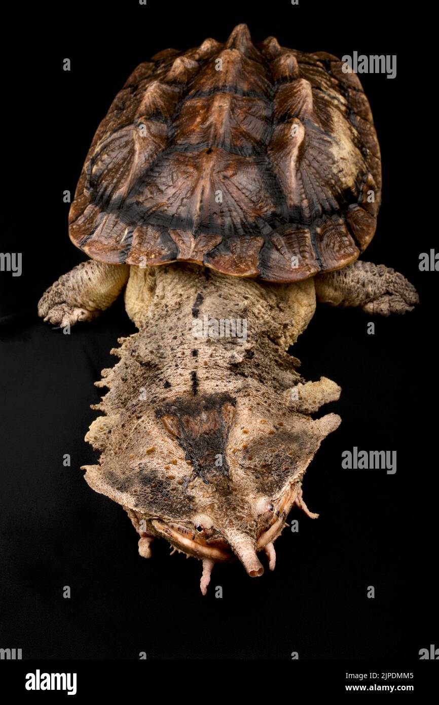 Matamata (Chelus Fimbriatus) Stockfoto