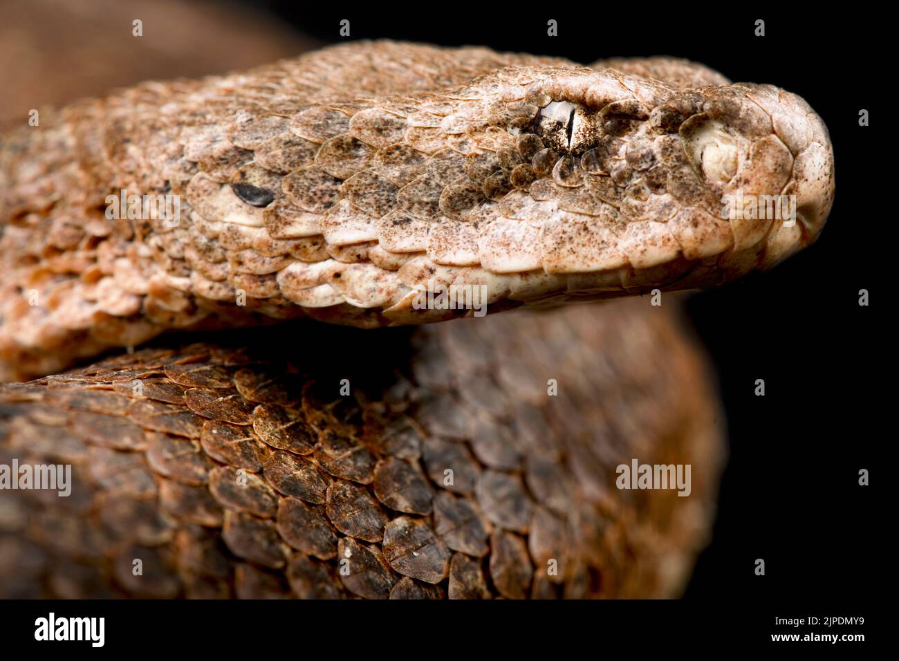 Milos viper (Macrovipera schweizeri) Stockfoto