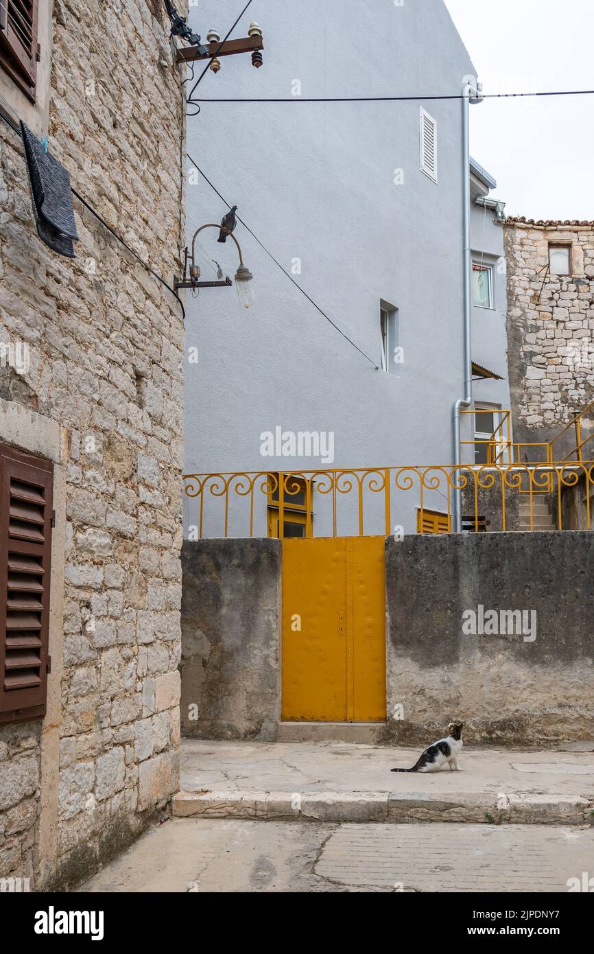 Die Katze ist hungrig und schaut auf die Taube, die auf der Lampe in einer kleinen Straße in Sibenik, Kroatien, sitzt. Stockfoto