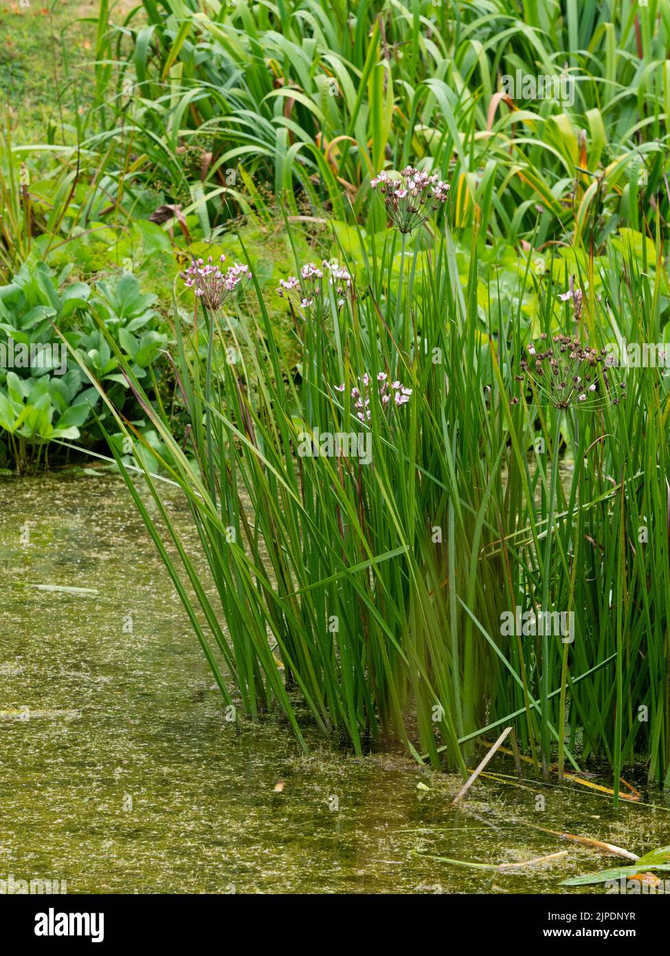 Rosa blüht in den Köpfen der winterharten marginalen Wasserteichpflanze Butomus umbellatus, Blütenrausch Stockfoto