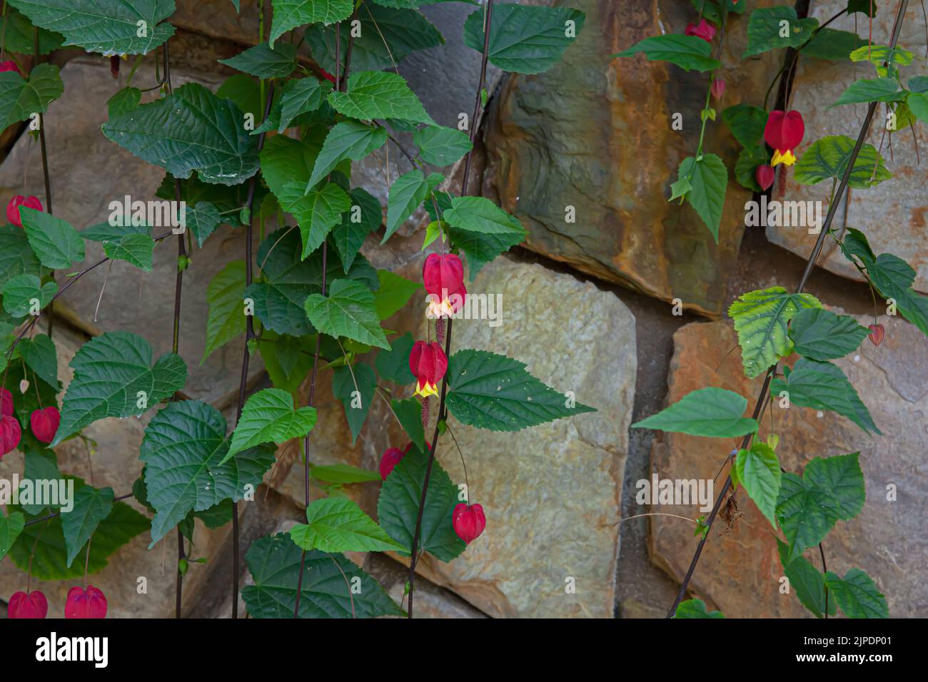 Rote Blume, die auch als Abutilon megapotamicum bekannt ist, blüht im sonnigen Garten mit Steinmauer Hintergrund Stockfoto