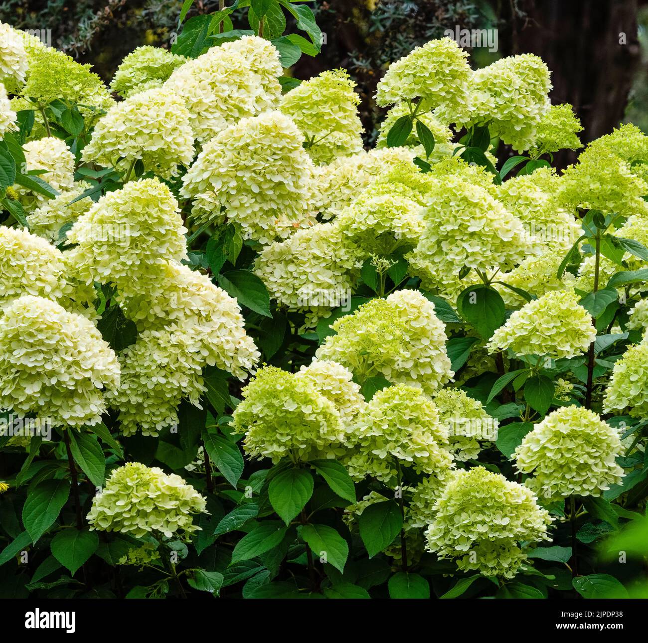 Große, grün gefärbte weiße Blütenköpfe des im Spätsommer blühenden, winterharten Strauchs, Hydrangea paniculata „Limelight“ Stockfoto
