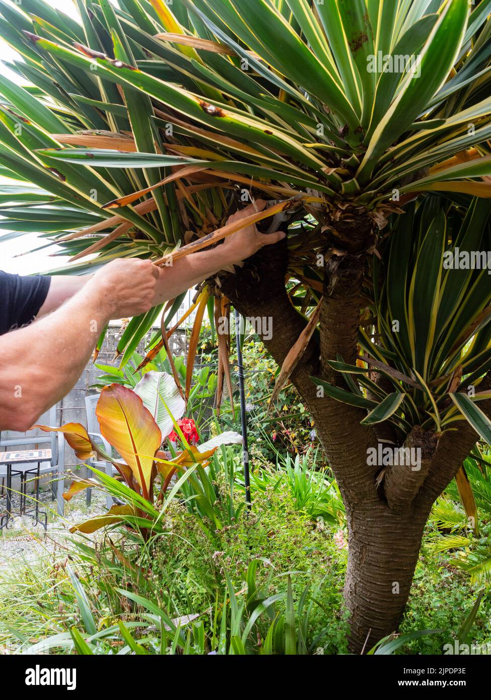 Yucca artig Fotos und Bildmaterial in hoher Auflösung Alamy