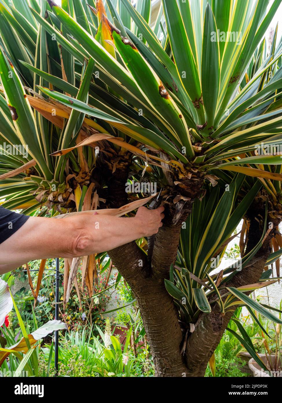 Schneiden der toten und sterbenden unteren Blätter eines großen, mehrköpfigen Yucca gloriosa 'Variegata' in einem britischen Garten Stockfoto