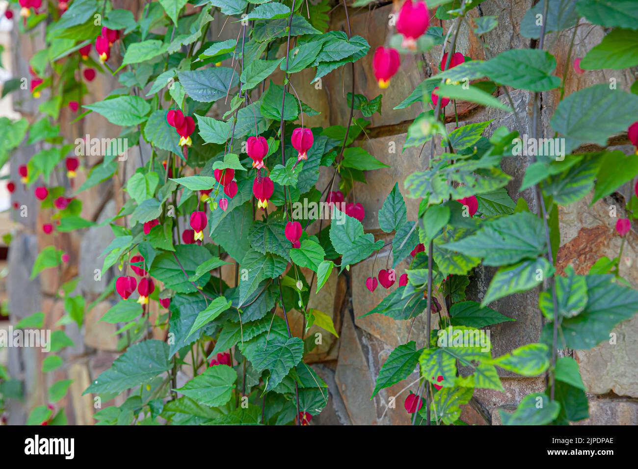Rote Blume, die auch als Abutilon megapotamicum bekannt ist, blüht im sonnigen Garten mit Steinmauer Hintergrund Stockfoto