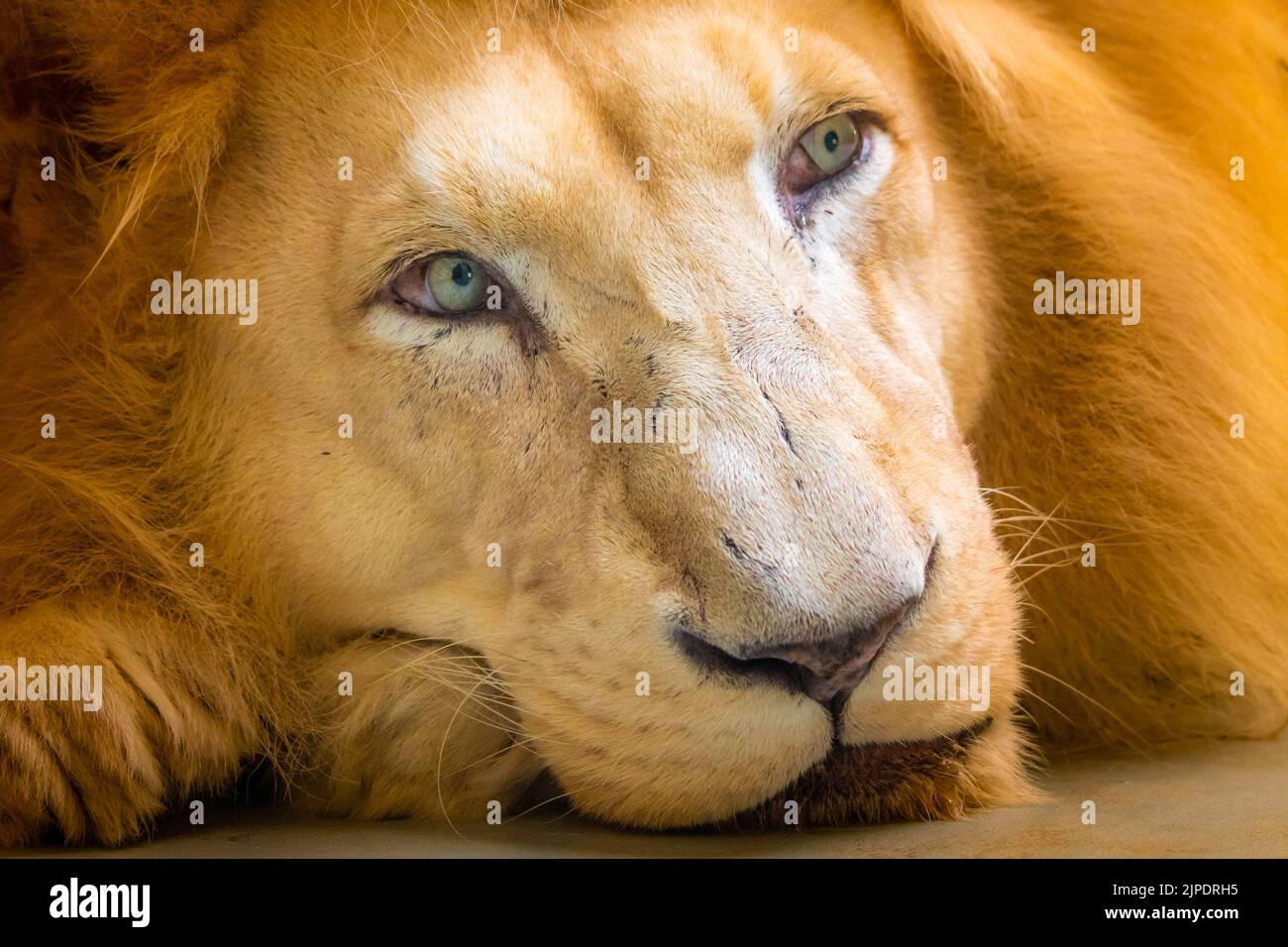 Der Löwe (lateinischer Name Panthera leo krugeri) ruht auf dem hölzernen Schreibtisch. Detail des Tierkopfes mit schönen Augen. Lion lebt natürlich im Süden Stockfoto