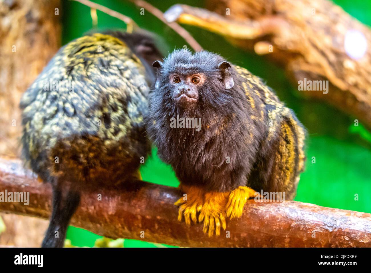 Auf dem Ast ruht der goldhändige Tamarin-Affe (Saguinus midas). Detail aussehen Primaten Tier. Kleine Säugetiere, die natürlich in tropischem ra leben Stockfoto