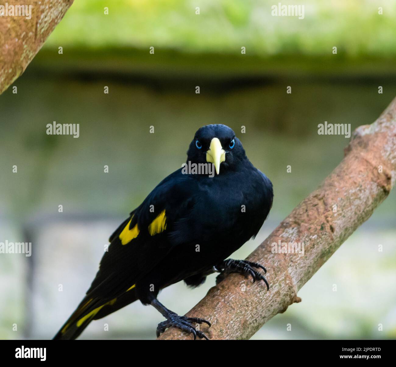 Der gelbfarbene Vogel Cacique (lateinischer Name Cacicus cela) versteckt sich in den Blättern eines tropischen Baumes. Kleiner schwarzer Vogel mit blauen Augen und gelben Flügeln i Stockfoto