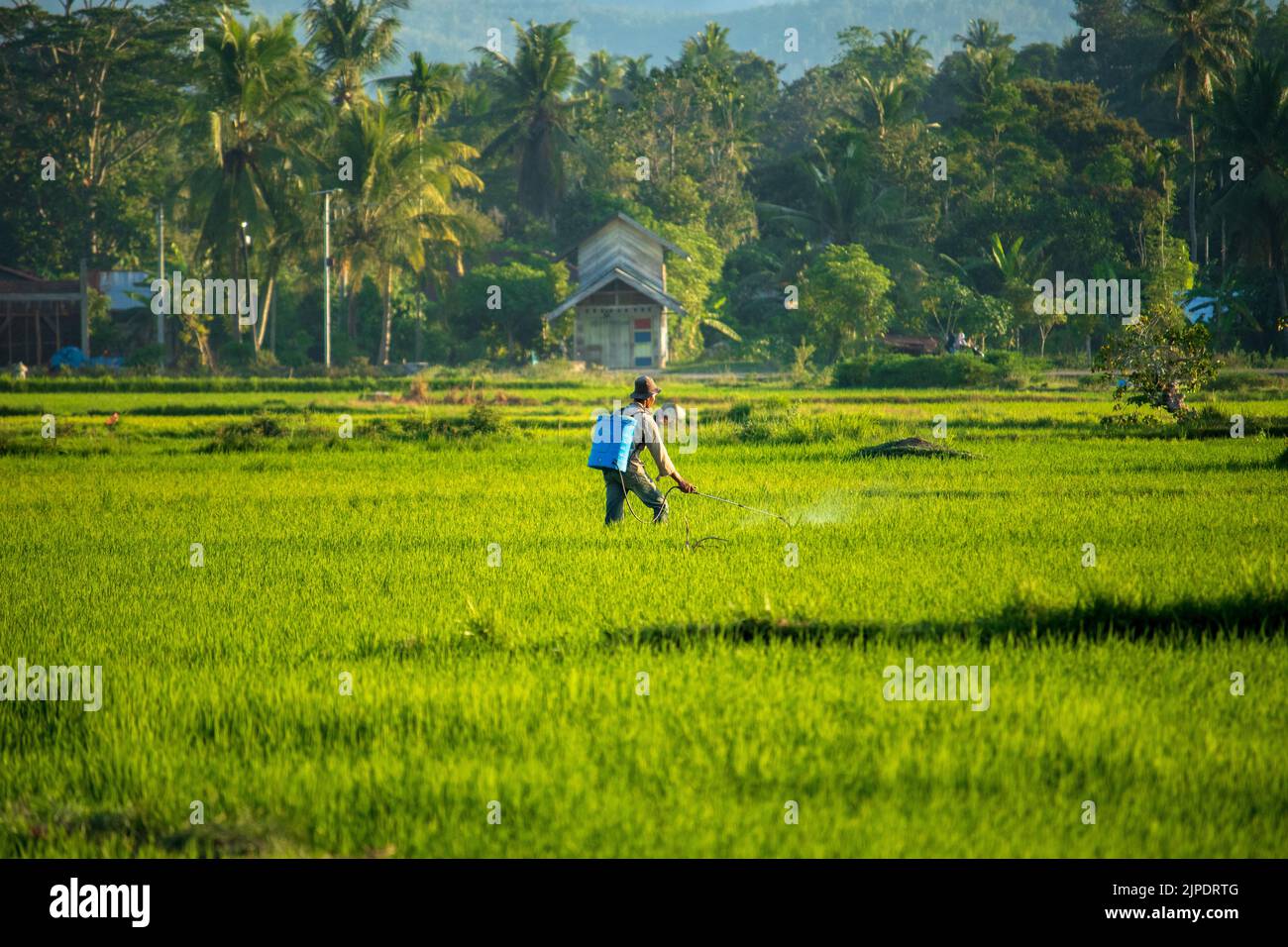 Ein Landwirt sprüht Pestizide auf Reis, Aceh, Indonesien Stockfoto