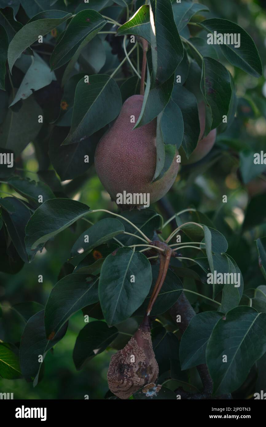 Unreife rote Birnen Junge Baum reife Früchte hängen an grünen Ästen am blauen Himmel Stockfoto