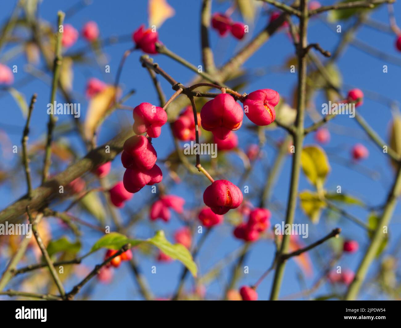 Spindelbeeren gegen blauen Himmel November 2021 Stockfoto