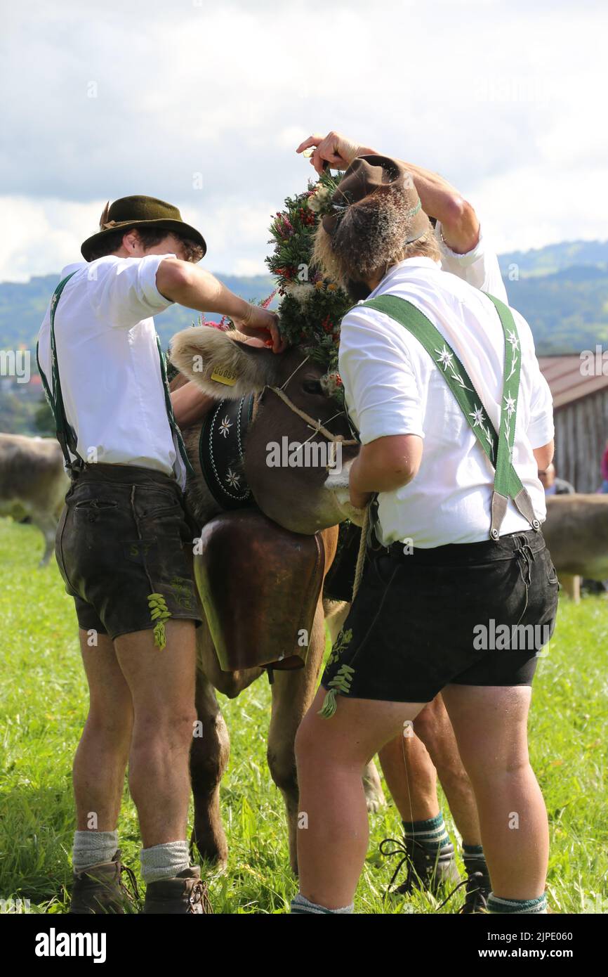 Zeremonielle Vertreibung von Rindern von den Almen ins Tal im Herbst Stockfoto