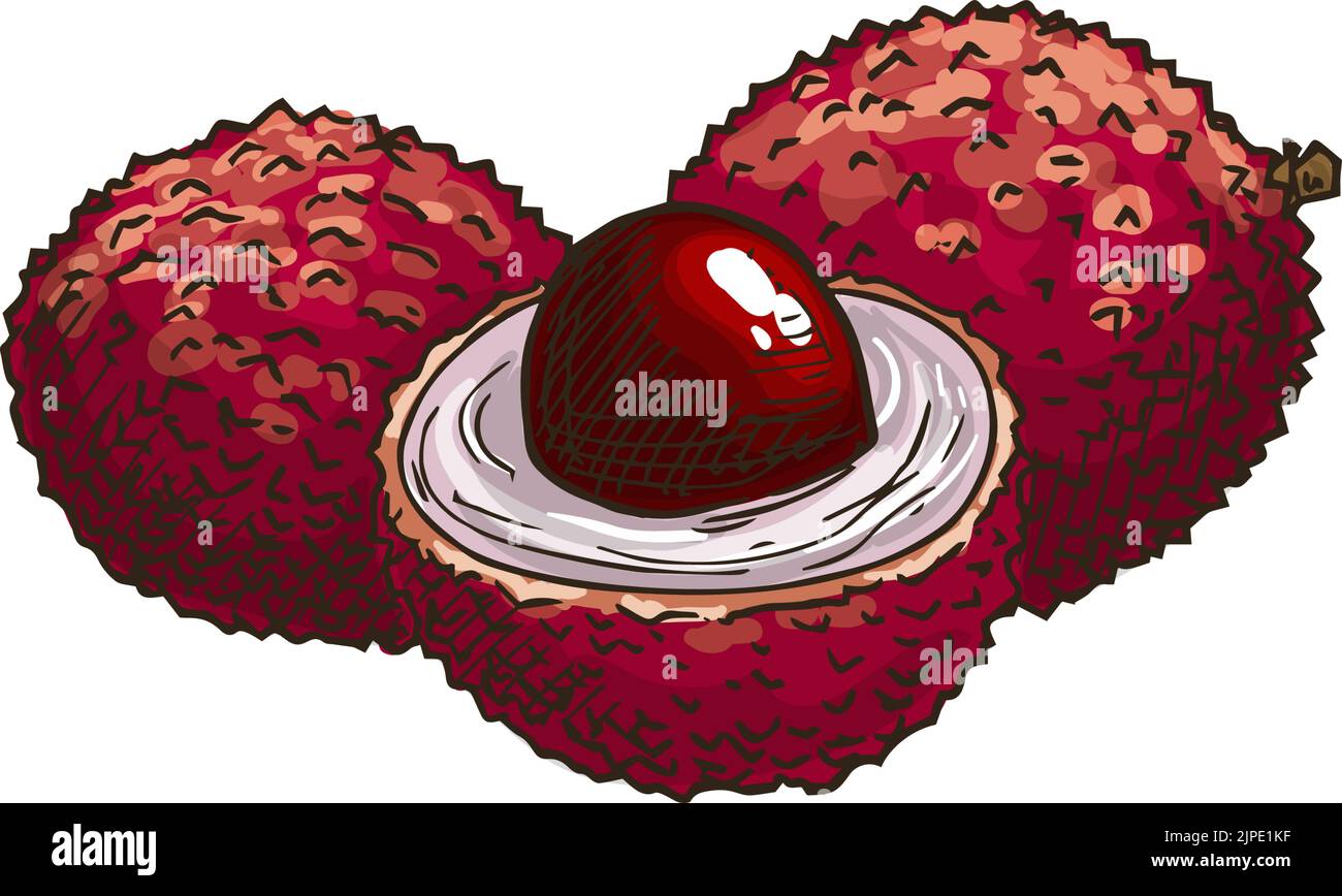 Litchi isolierte Frucht tropischen Dessert Skizze. Vector Litschi ganze und geschälte Hälfte, exotische Nahrung. Litchi chinensis, Familie der Speckbeere, Sapindaceae. In Scheiben geschnittene Litschi-Frucht mit weißem Fleisch und braunem Samen Stock Vektor