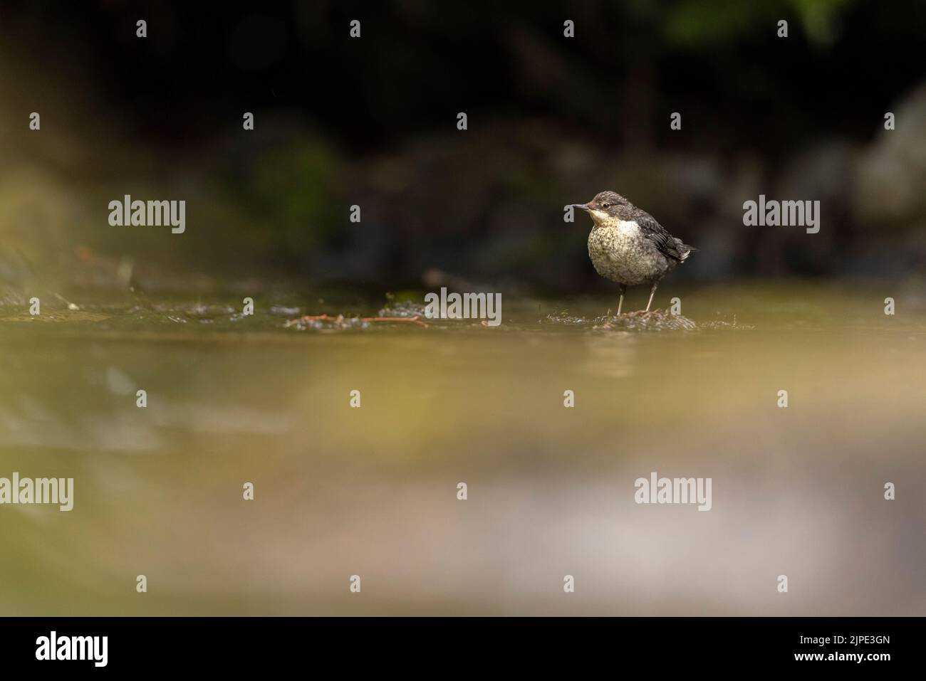 Dipper auf der Suche nach Essen im Fluss Barle, Exmoor. Stockfoto