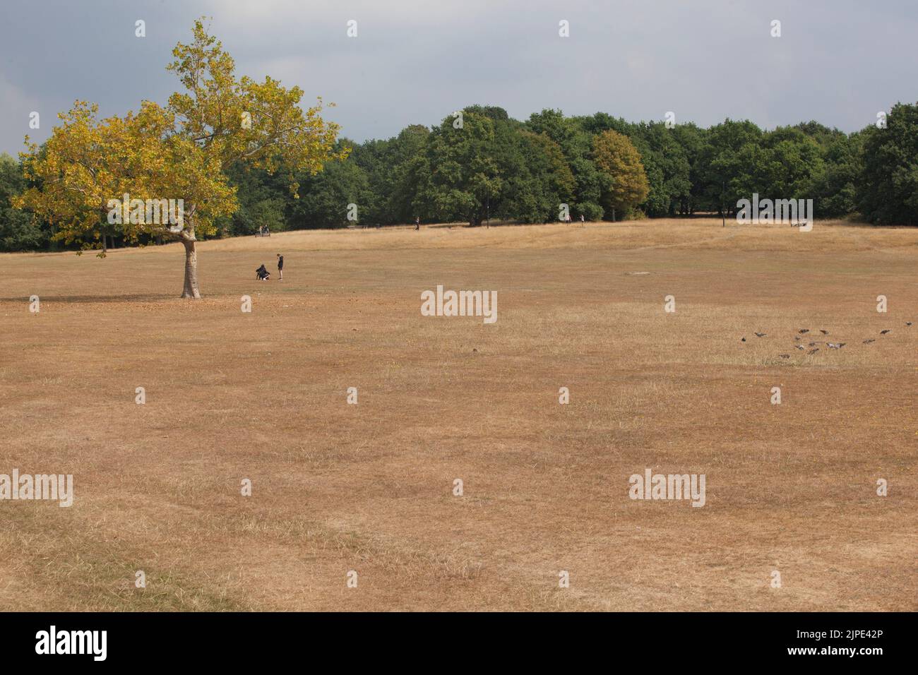 London, Großbritannien, 17. August 2022: Der Streatham Common im Süden Londons ist vollständig braun, da das gesamte Gras aufgrund der jüngsten Dürre ausgetrockelt ist. Tief verwurzelte Bäume sind immer noch grün, aber viele haben einige ihrer Blätter fallen gelassen, um ihre Wasserversorgung zu erhalten. Später am Nachmittag überströmten Regenstürme das Gebiet. Anna Watson/Alamy Live News Stockfoto