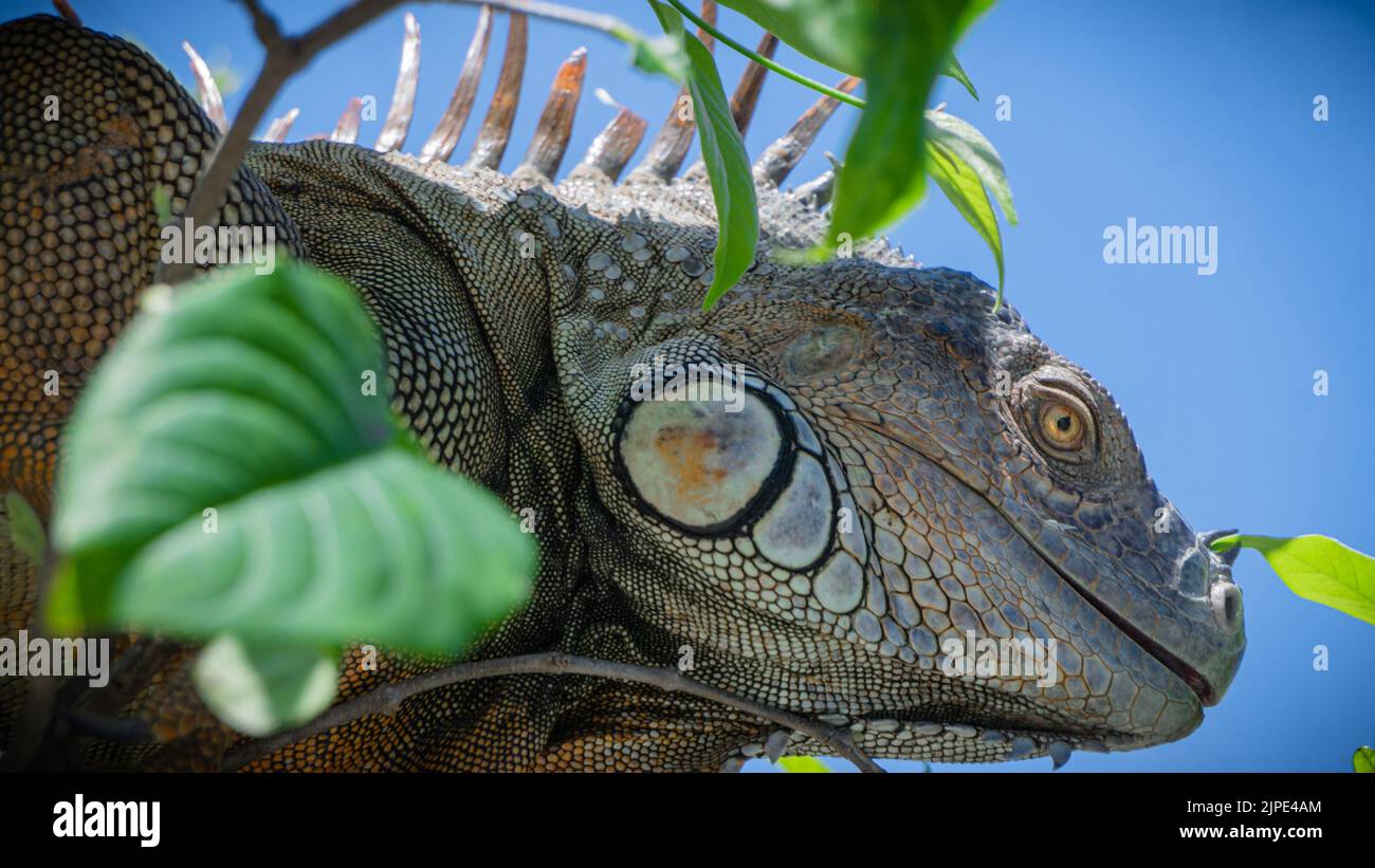 Big Iguana Sonne auf dem Hof der Kirche in Filadelfia, Guanacaste, Costa Rica Stockfoto