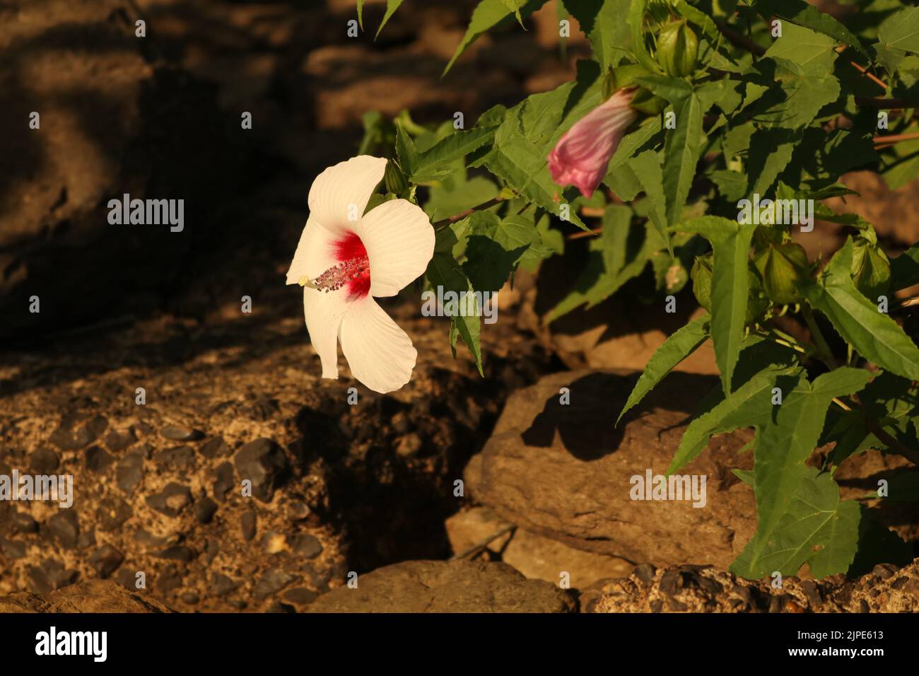 Weiße und rosa blühende Hibiskuspflanze in Gestein Stockfoto