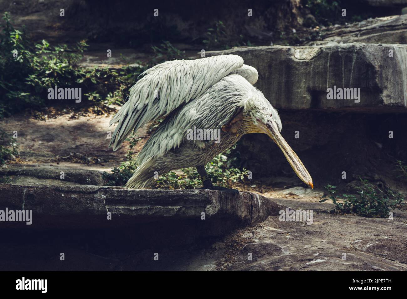 pelican mit der Position zu fliegen Stockfoto