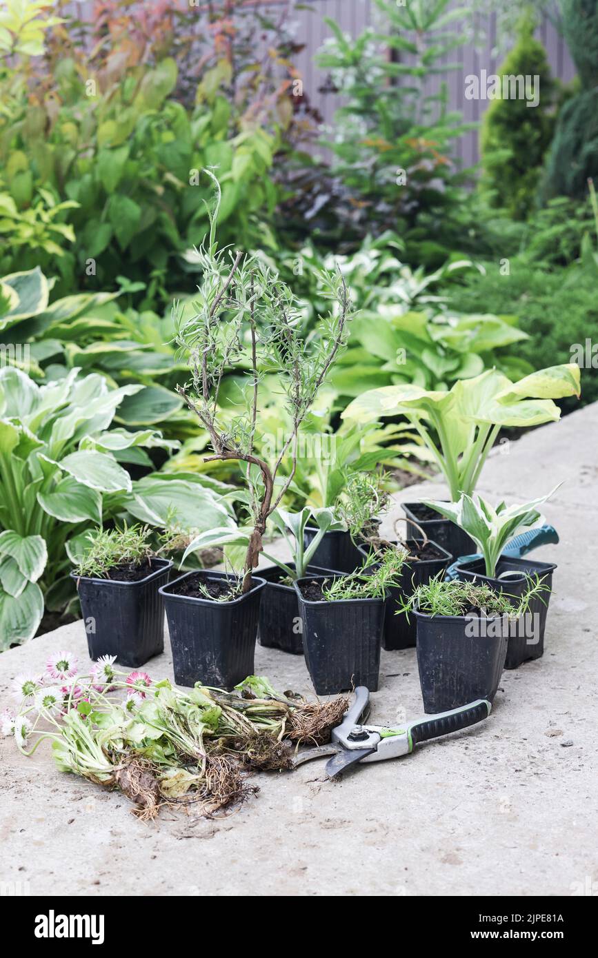 Grüne Blumen in Töpfen vor dem Pflanzen in den Boden. Gartenbau und Verbindung mit der Natur Konzept. Gartenarbeit Hobby und achtsames Leben. Selektiver Fokus Stockfoto