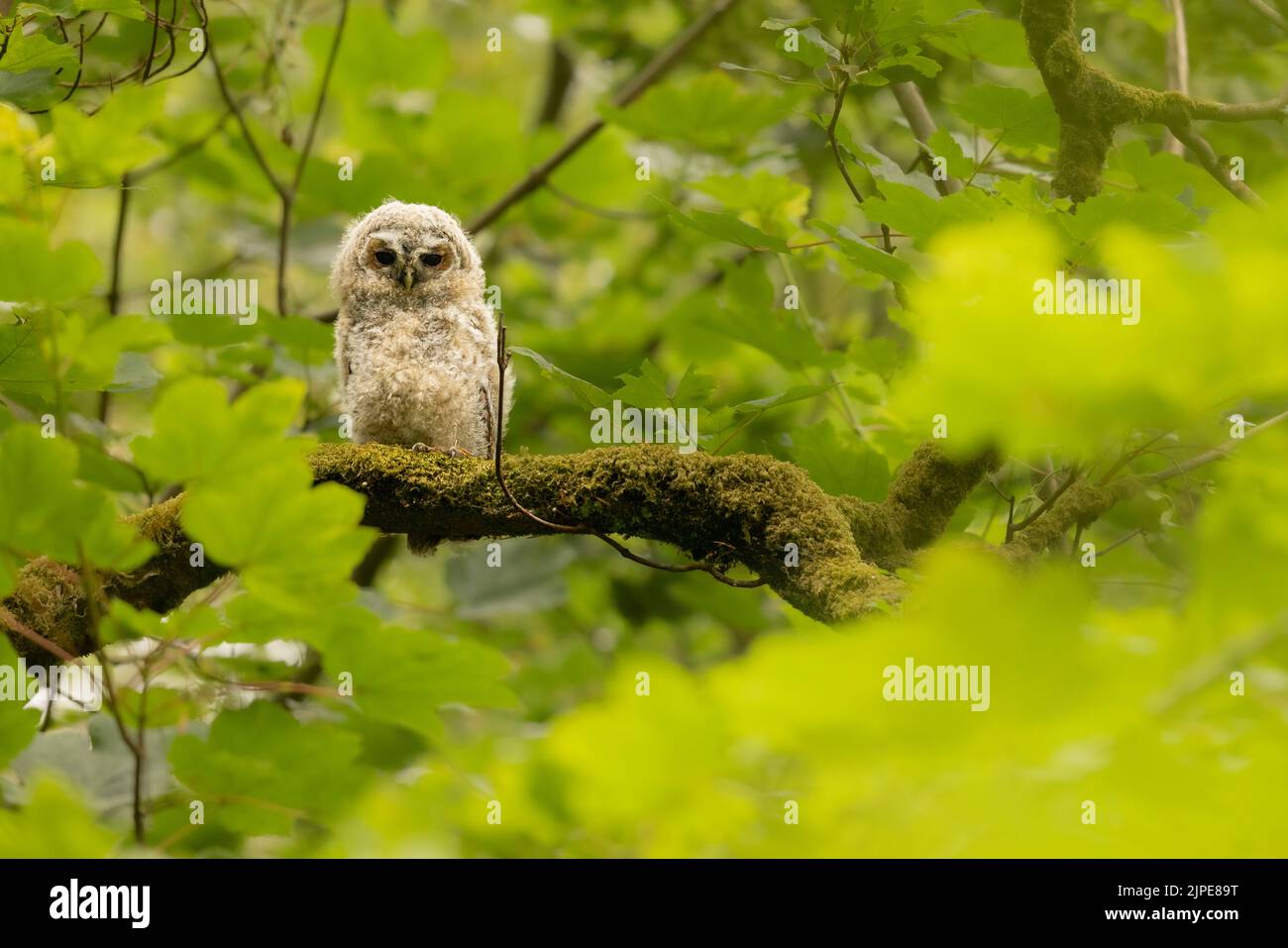 Tawny-Owl-Tussi auf einem Baum. Stockfoto