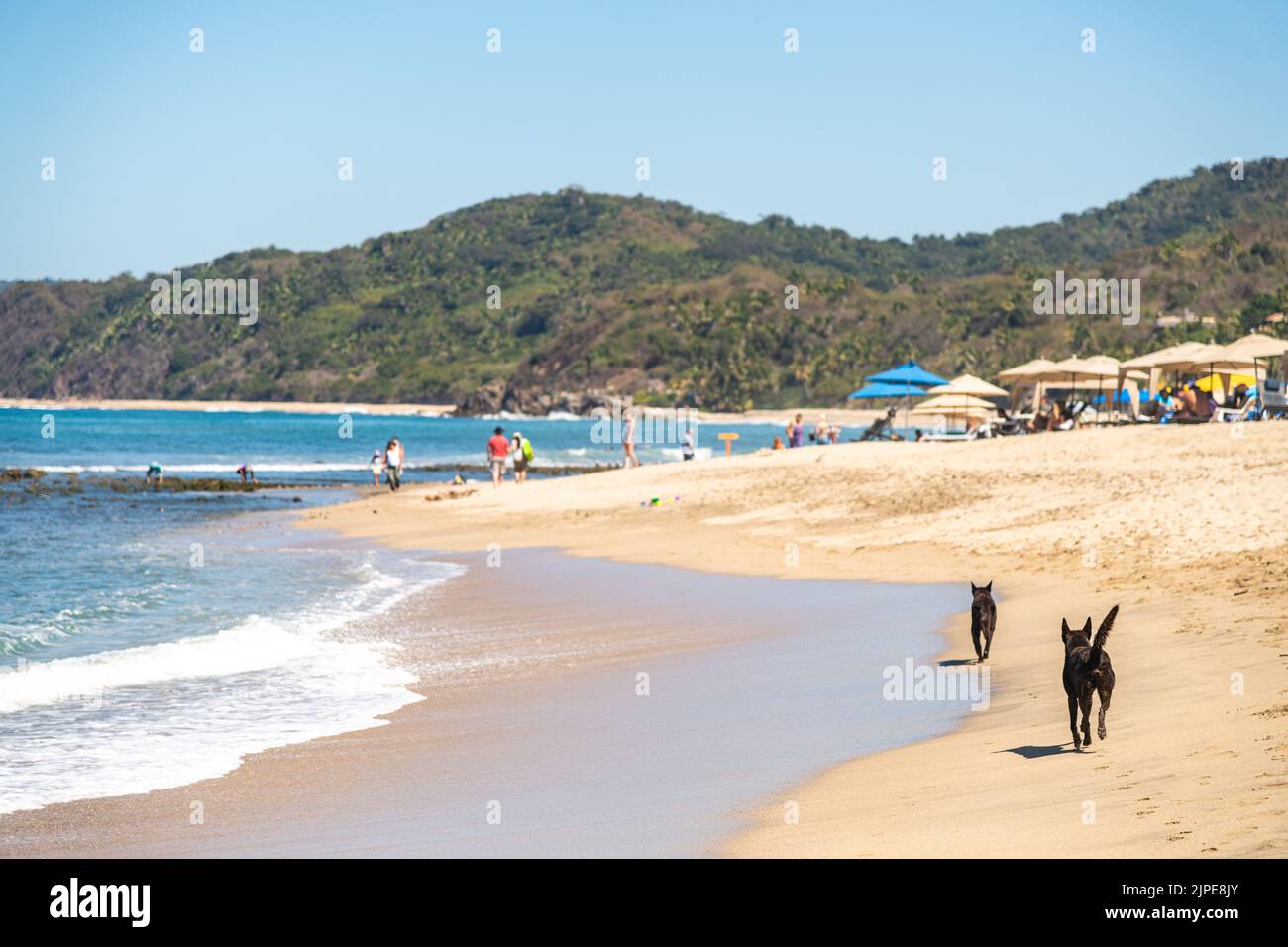 Zwei Hunde laufen an einem Strand in Sayulita, Mexiko Stockfoto