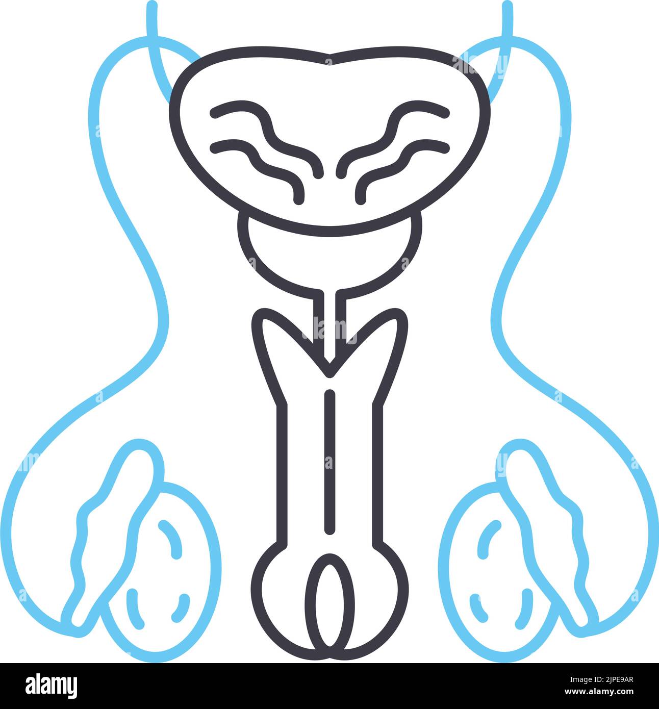 Männliche Fortpflanzungslinie Symbol, Umriss Symbol, Vektor-Illustration, Konzept Zeichen Stock Vektor
