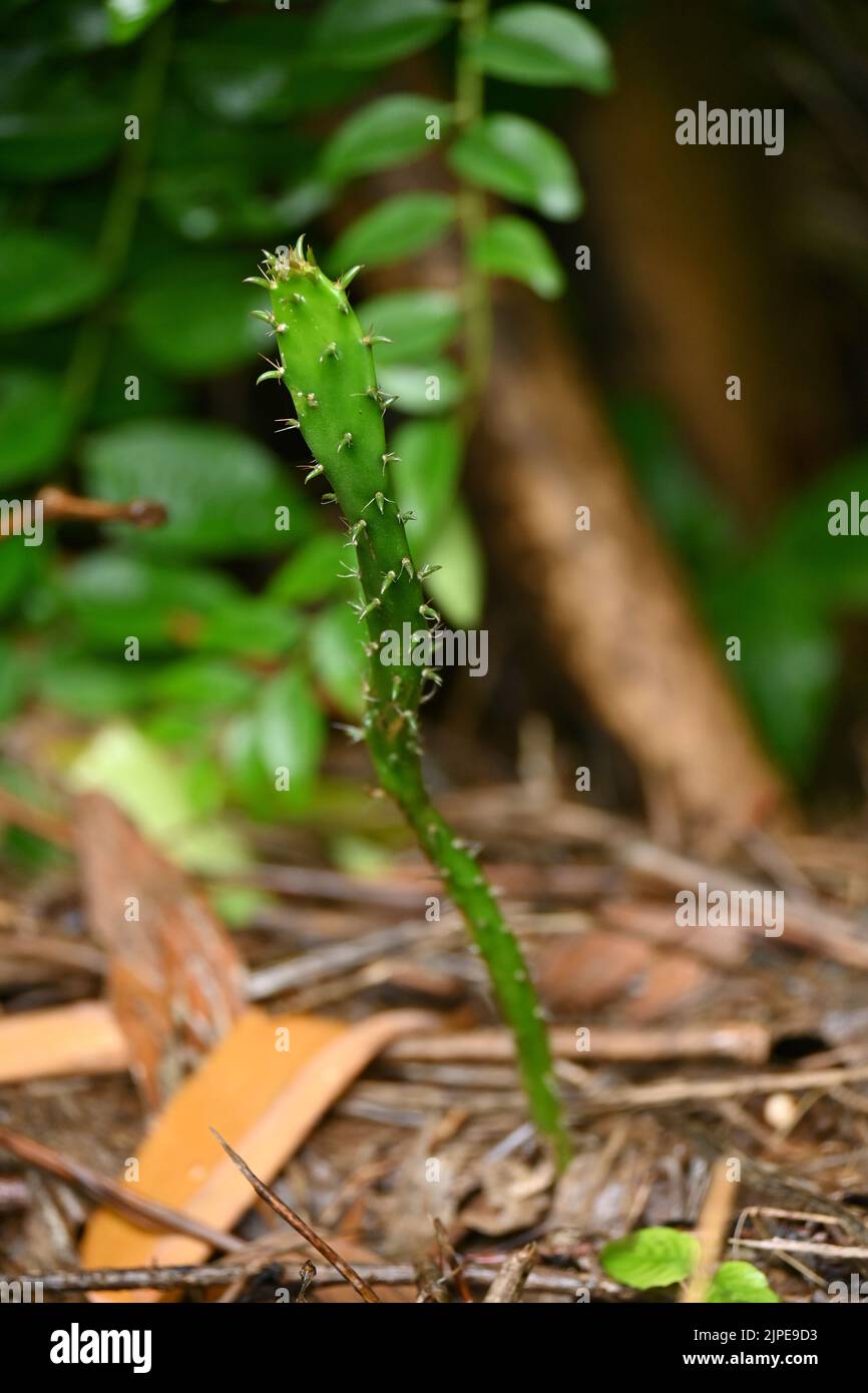 Nahaufnahme der grün reifen Kaktuspflanze im Wald weichen Fokus natürlichen grün braunen Hintergrund. Stockfoto