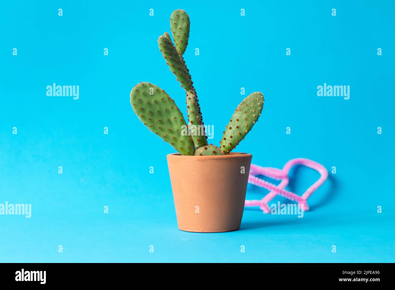 Rosa Herzen hinter dem Blumentopf, Mini-Kaktus in irdenen Topf isoliert auf blauem Hintergrund. Keine Menschen, niemand. Platz zum Kopieren, Platz für Text. Stockfoto