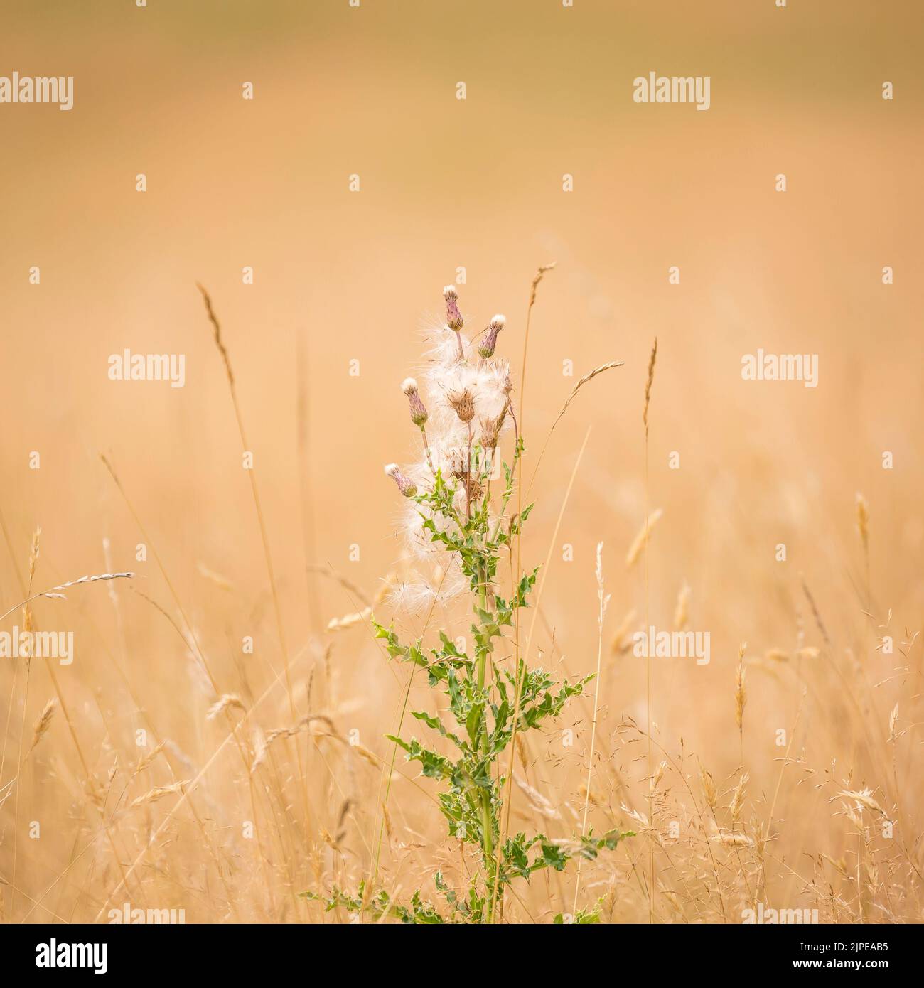 Distel wächst isoliert inmitten wilder Sommergräser auf dem Land in Großbritannien. Stockfoto