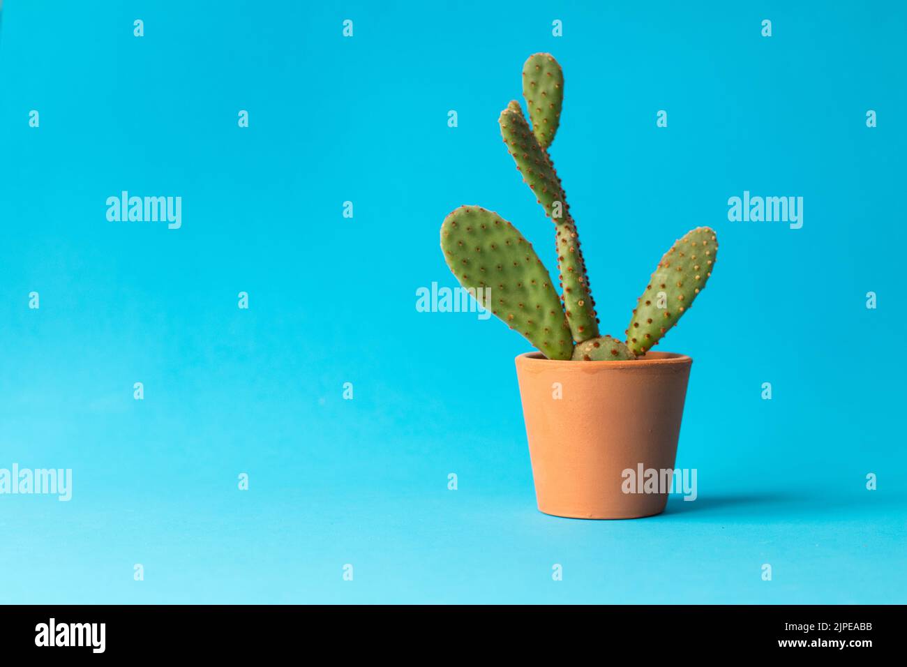Kaktus, Mini-Kaktus in irdenen Topf isoliert auf blauem Hintergrund. Keine Menschen, niemand. Platz zum Kopieren, Platz für Text. Stockfoto