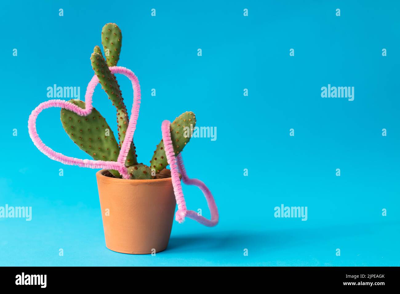 Rosa Herzen auf Kaktusblättern, Mini-Kaktus in irdenen Topf isoliert auf blauem Hintergrund. Keine Menschen, niemand. Platz zum Kopieren, Platz für Text. Stockfoto