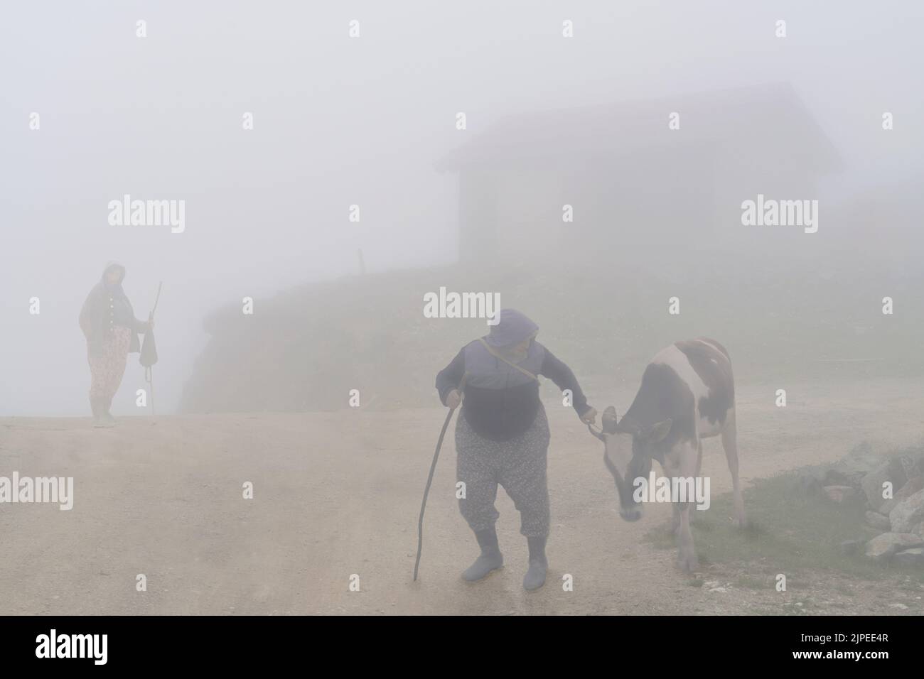 Die einheimische Frau versucht, ihre Kuh im Hochland der Bergstadt Uzungol in der Schwarzmeerregion der Türkei in den Nebel zu ziehen Stockfoto