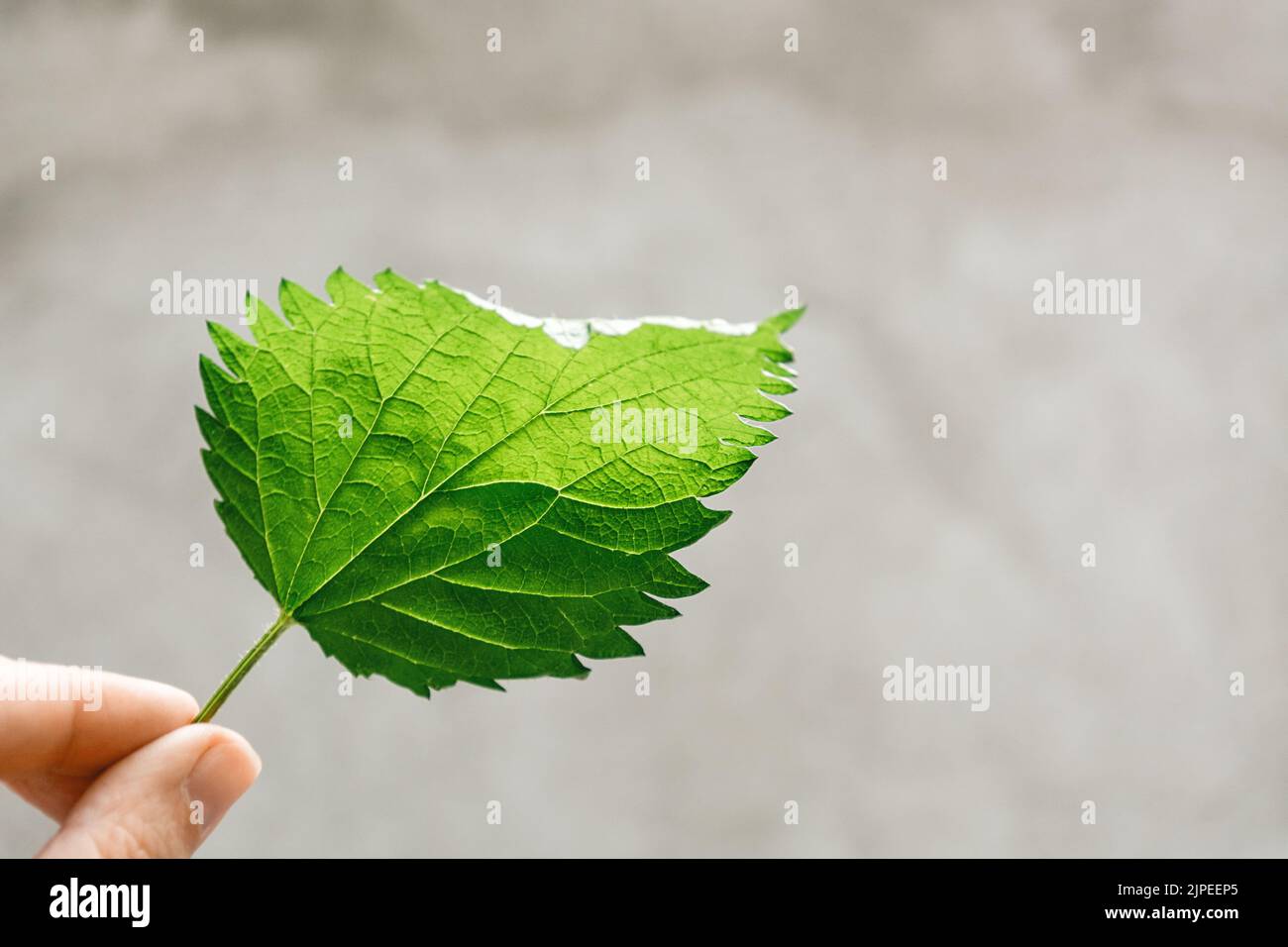 Ein grünes Brennnesselblatt in der Hand auf grauem Hintergrund. Direktansicht. Heilpflanze. Verwendet in der Volksmedizin, Homöopathie, Kosmetologie, Phytotherapie. Weicher, selektiver Fokus Stockfoto