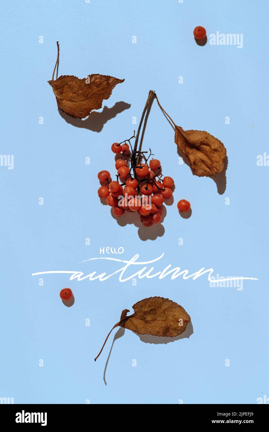 Herbstkomposition. Rahmen aus getrockneten Blättern auf blauem Hintergrund. Flach liegend Stockfoto