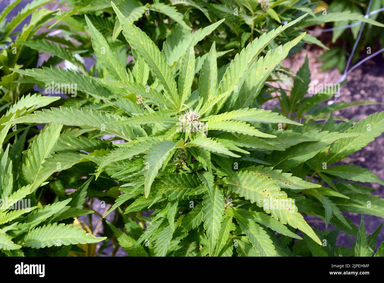 Legale Marihuana- oder Cannabispflanzen, die auf einer nachhaltigen Farm in der Nähe der Stadt Creemore (Ontario, Kanada) im Freien angebaut werden. Stockfoto