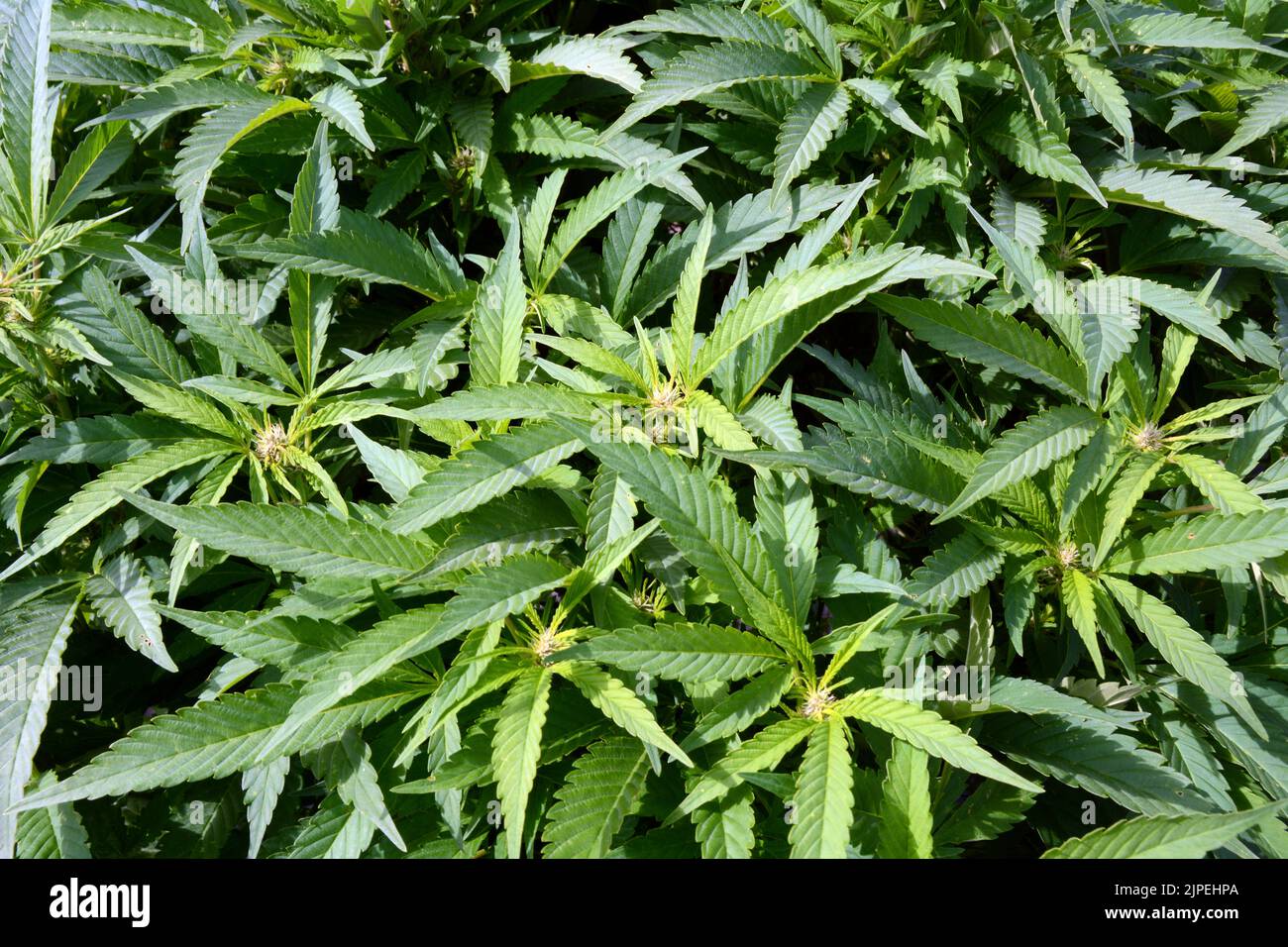 Legale Marihuana- oder Cannabispflanzen, die auf einer nachhaltigen Farm in der Nähe der Stadt Creemore (Ontario, Kanada) im Freien angebaut werden. Stockfoto