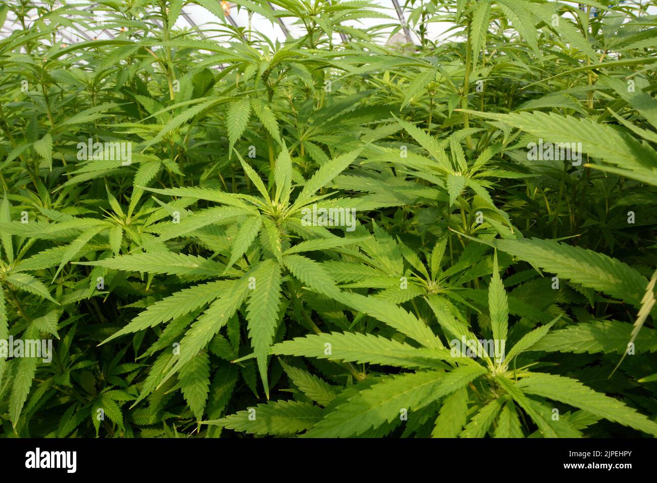 Legale Marihuana- oder Cannabispflanzen, die in einem Gewächshaus auf einer nachhaltigen Farm in der Nähe der Stadt Creemore (Ontario, Kanada) angebaut werden. Stockfoto