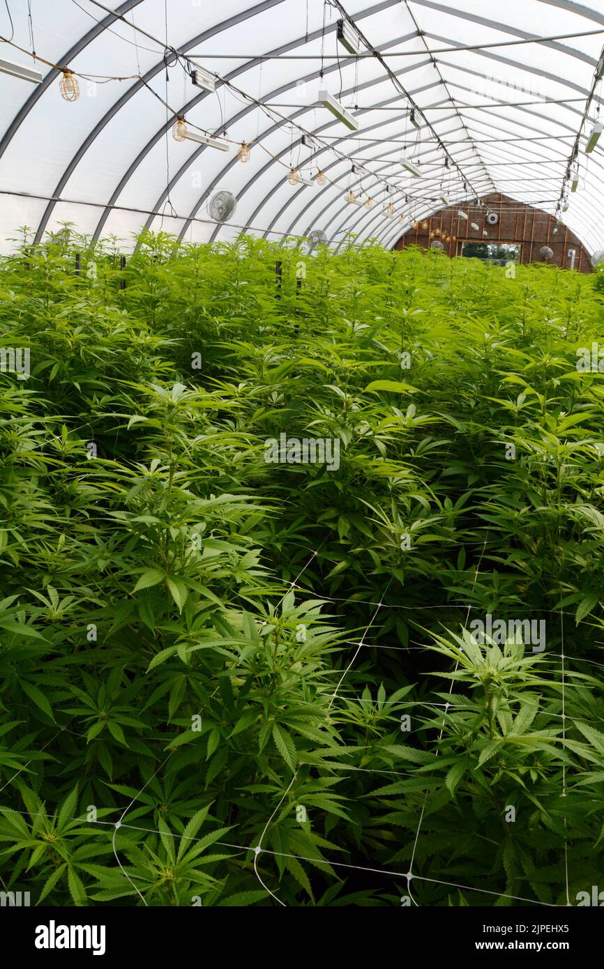 Legale Marihuana- oder Cannabispflanzen, die in einem Gewächshaus auf einer nachhaltigen Farm in der Nähe der Stadt Creemore (Ontario, Kanada) angebaut werden. Stockfoto