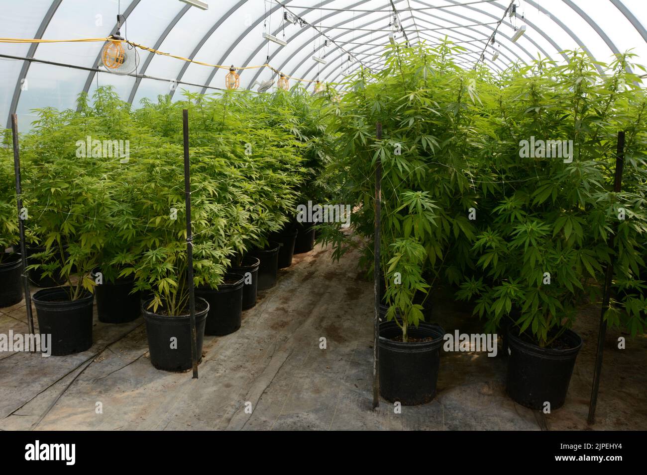 Legale Marihuana- oder Cannabispflanzen, die in einem Gewächshaus auf einer nachhaltigen Farm in der Nähe der Stadt Creemore (Ontario, Kanada) angebaut werden. Stockfoto