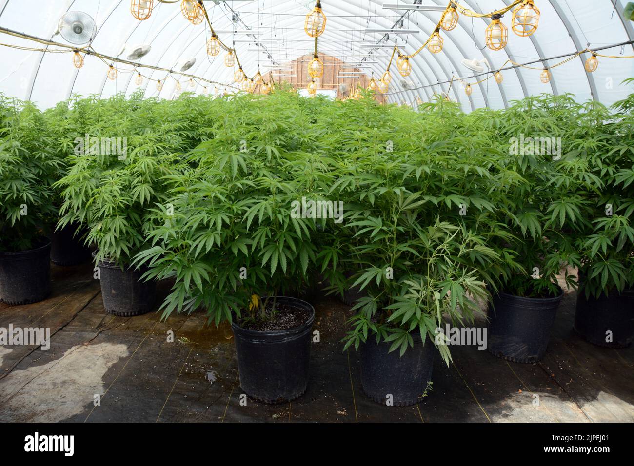 Legale Marihuana- oder Cannabispflanzen, die in einem Gewächshaus auf einer nachhaltigen Farm in der Nähe der Stadt Creemore (Ontario, Kanada) angebaut werden. Stockfoto