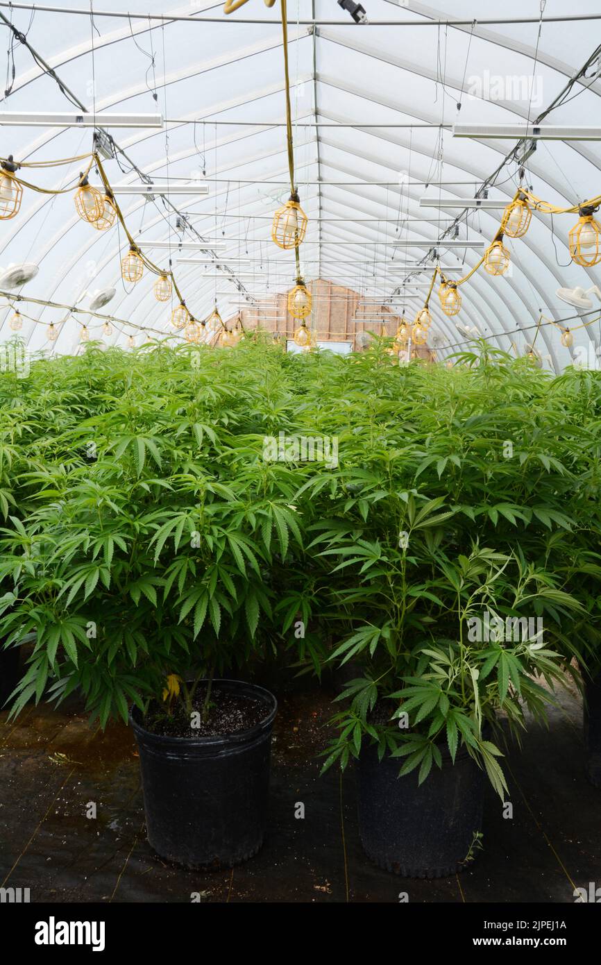 Legale Marihuana- oder Cannabispflanzen, die in einem Gewächshaus auf einer nachhaltigen Farm in der Nähe der Stadt Creemore (Ontario, Kanada) angebaut werden. Stockfoto