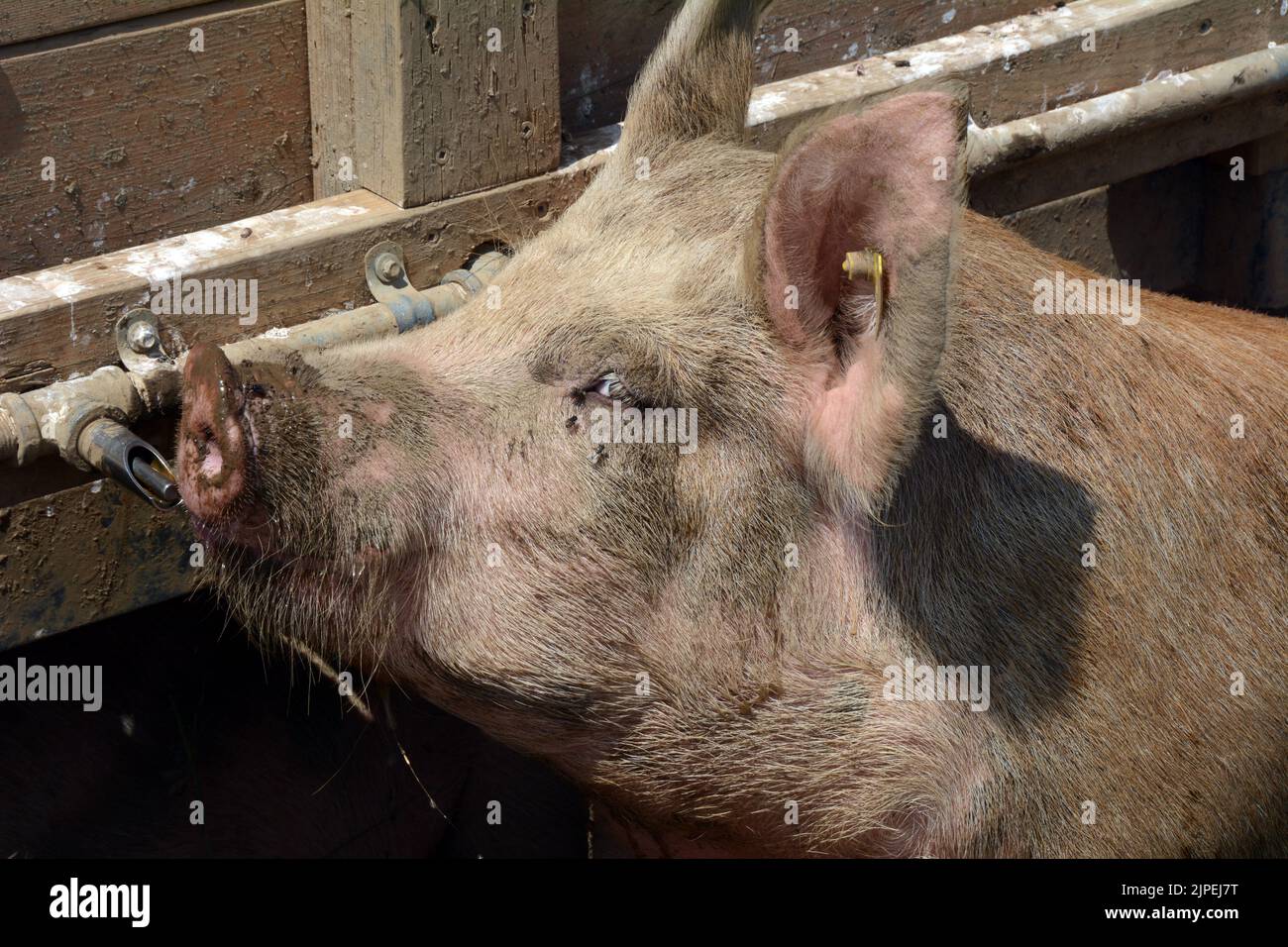 Freilandschweine, die aus einem Wassertrog trinken, der auf einer ökologisch nachhaltigen Kleinfarm in der Nähe der Stadt Creemore, Ontario, Kanada, menschlich aufgezogen wurde. Stockfoto